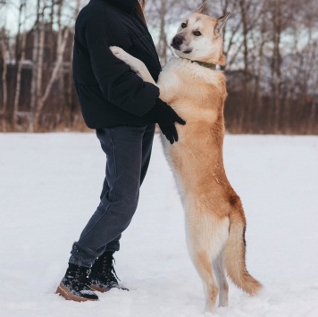 Собаки в добрые руки - Грей - 3