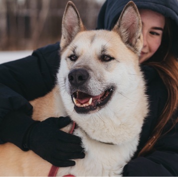 Собаки в добрые руки - Грей - 4