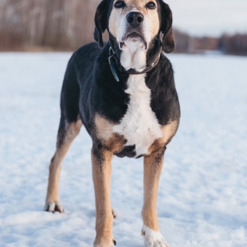 Собаки в добрые руки - Даня