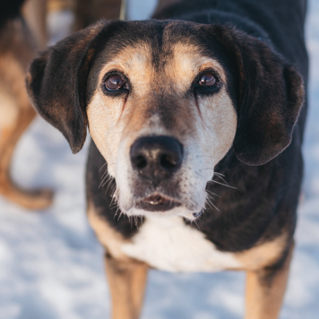 Собаки в добрые руки - Даня - 1