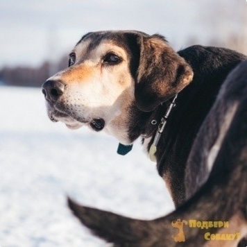 Собаки в добрые руки - Даня - 2
