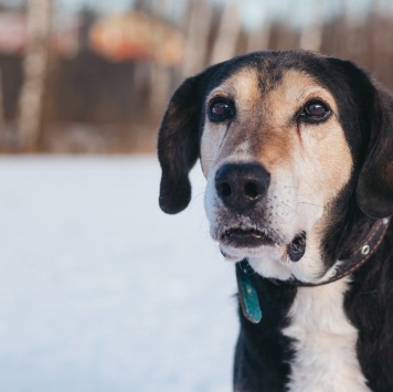 Собаки в добрые руки - Даня - 3