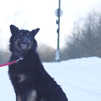 Собаки в добрые руки - Гайка