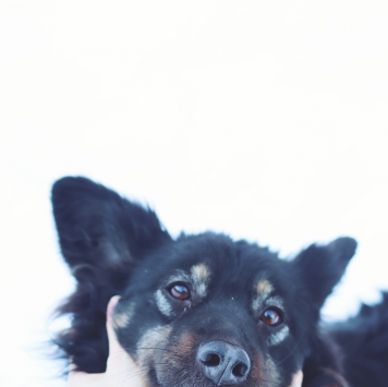 Собаки в добрые руки - Гайка - 3