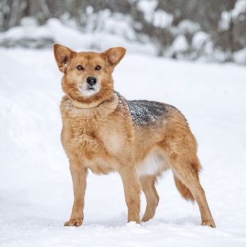 Собаки в добрые руки - Марсель