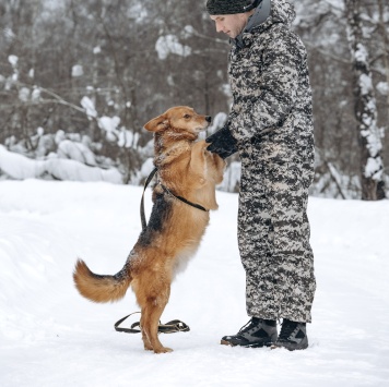 Собаки в добрые руки - Марсель - 1