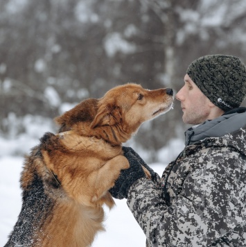 Собаки в добрые руки - Марсель - 3