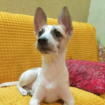 Собаки в добрые руки - Юна