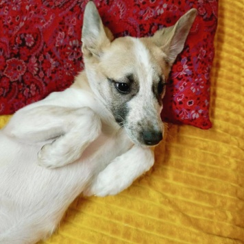 Собаки в добрые руки - Юна - 1