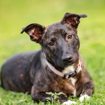 Собаки в добрые руки - Дора