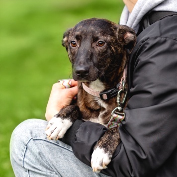 Собаки в добрые руки - Дора - 1