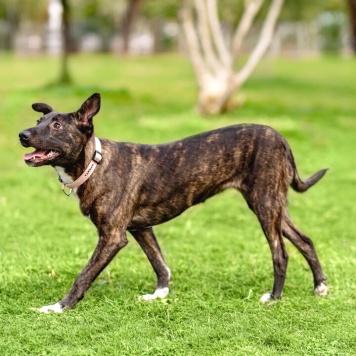 Собаки в добрые руки - Дора - 2