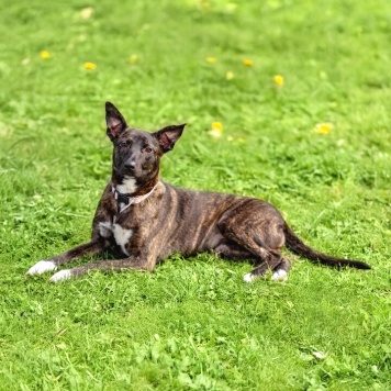 Собаки в добрые руки - Дора - 3