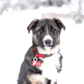 Лада - Собаки в добрые руки