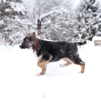 Собаки в добрые руки - Лада - 1