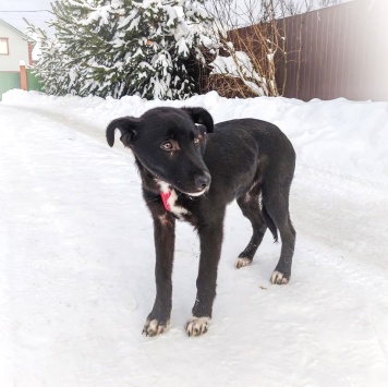 Собаки в добрые руки - Лаки