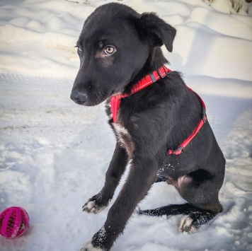 Собаки в добрые руки - Лаки - 1