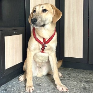 Собаки в добрые руки - Бруно - 1