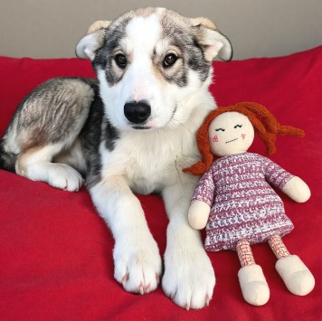 Собаки в добрые руки - Марта