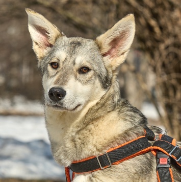 Марта - Собаки в добрые руки