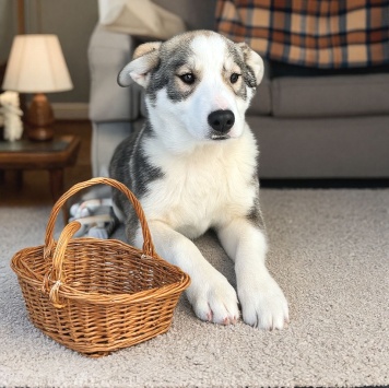 Собаки в добрые руки - Марта - 1