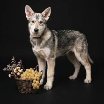 Собаки в добрые руки - Марта - 1
