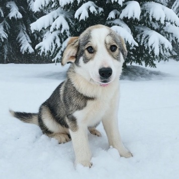 Собаки в добрые руки - Марта - 2