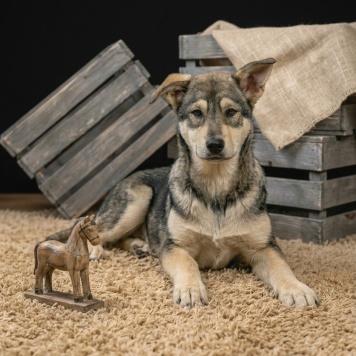 Собаки в добрые руки - Марта - 2