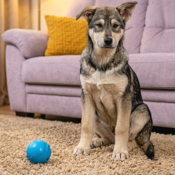 Собаки в добрые руки - Марта - 3