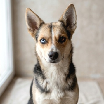 Собаки в добрые руки - Сия