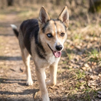 Собаки в добрые руки - Сия - 2