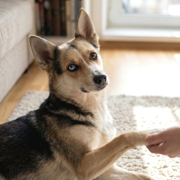 Собаки в добрые руки - Сия - 3