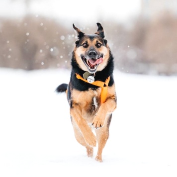 Собаки в добрые руки - Байкал - 1