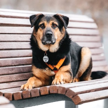 Собаки в добрые руки - Байкал - 2