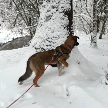 Собаки в добрые руки - Уна - 1