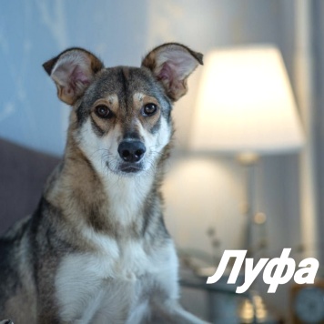 Собаки в добрые руки - Луфа