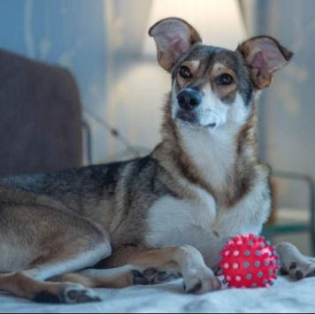 Собаки в добрые руки - Луфа - 1