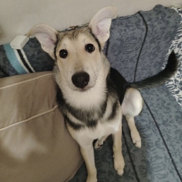 Собаки в добрые руки - Тома