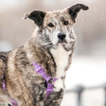 Собаки в добрые руки - Верба