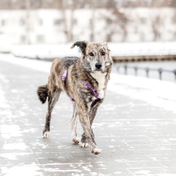 Собаки в добрые руки - Верба - 1