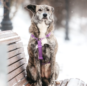 Собаки в добрые руки - Верба - 2