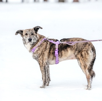 Собаки в добрые руки - Верба - 4