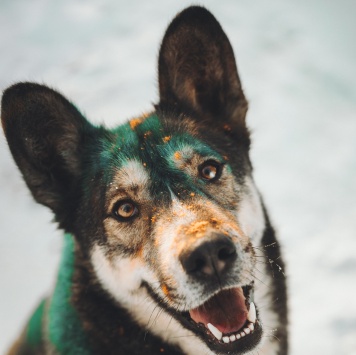 Собаки в добрые руки - Хэппи