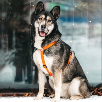 Собаки в добрые руки - Хэппи - 1