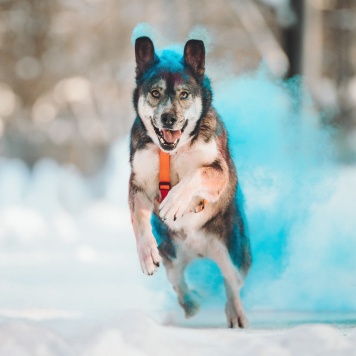 Собаки в добрые руки - Хэппи - 2