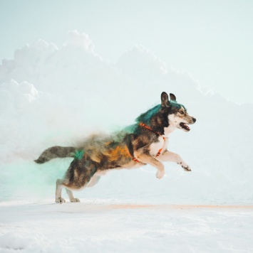 Собаки в добрые руки - Хэппи - 3