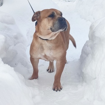 Собаки в добрые руки - Лёля - 1