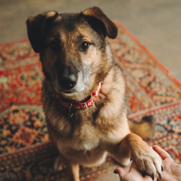 Броша - Собаки в добрые руки