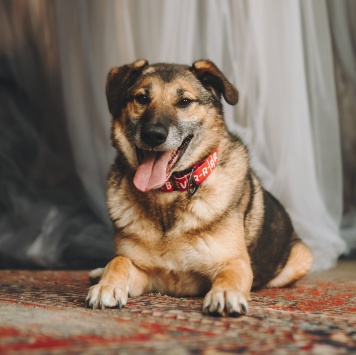 Собаки в добрые руки - Броша - 1