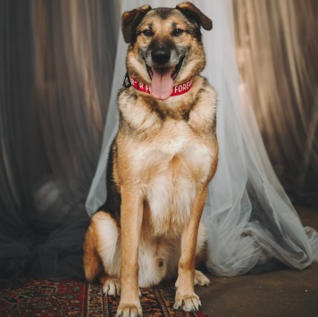 Собаки в добрые руки - Броша - 2